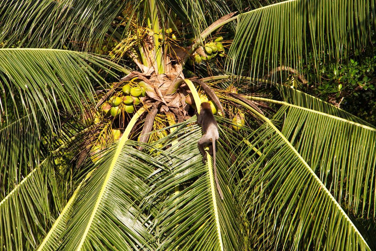 Bed and Breakfast Sri Yoga Shala Unawatuna Exteriér fotografie